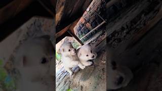 Puppy fight 👊💞 puppy fighting funny comedy puppies trending shorts cute cutedog love dog [upl. by Edmunda]