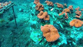 Indo Coral Farming Video [upl. by Aimak]