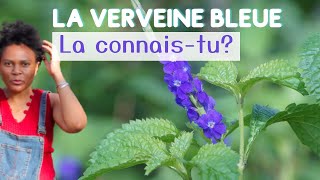 Connais tu la Verveine bleue plantesauvage [upl. by Allemahs]