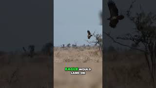 Eagle vs Deer Natures Most Insane Predator [upl. by Koziarz]