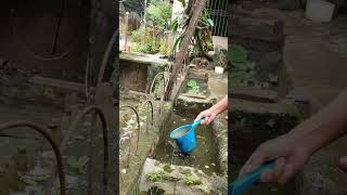 mbS1307 Filter Water Lily Box Maintenance shorts filters viralshort youtubeshorts vlog [upl. by Stutzman]