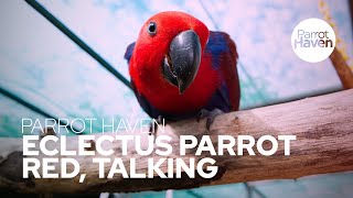 Talking Eclectus Parrot [upl. by Lyrahc921]