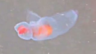 Sea angel clade Gymnosomata small swimming sea slug [upl. by Marga]