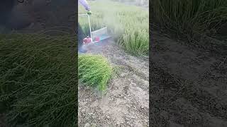 Alfalfa cutting process with handheld cutter [upl. by Fesoj]