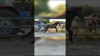 New horse names 🤣🤣🤣 edit notmyvid horses  🫠 [upl. by Spatz]