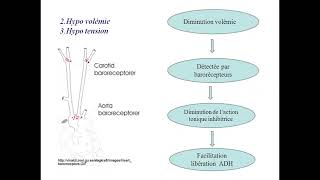 ENDOCRINOLOGIE diabète insipide cours  td cas clinique de hirsutisme [upl. by Cathee]