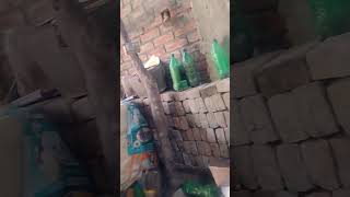 pigeon song D35 million newsong dj bhojpuri short video [upl. by Avahc89]