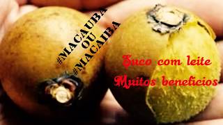 SUCO DE MACAÚBA  MACAÍBA [upl. by Colinson]