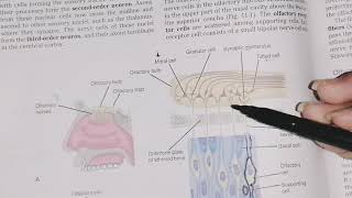 Olfactory Nerve course function and clinical correlate First Cranial Nerve neuroanatomy [upl. by Rodoeht]