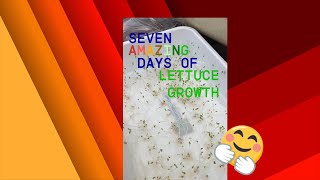 Day Seven of Hydroponic Lettuce seed growthhydroponics garden gardening plantgrowth diy [upl. by Emaj305]