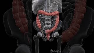 Journey Through Colon Peristalsis anatomy meded biology [upl. by Merri]