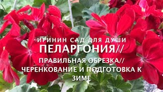 ПЕЛАРГОНИЯПравильная обрезка черенкование и подготовка к зиме [upl. by Apostles]