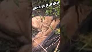 Newly Born Lion Cubs Take First Steps  animals shorts [upl. by Maidy418]