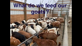 What do you feed your goats [upl. by Nil]