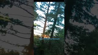 Serene ASMR Redwood Trees at Sunset 🌲✨  Relaxing Nature Sounds ASMR Nature redwoods [upl. by Waverly]