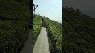 Ooty Unveiled Plunters Punch Resort on Tea Plantation Hills 🌿⛰️ TeaPlantation NatureRetreat 🍵☕️ [upl. by Valera]