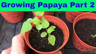 Growing Papaya from seed part 2  UK [upl. by Lirbaj]