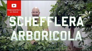 All you need to know about Schefflera Arboricola [upl. by Lomasi548]