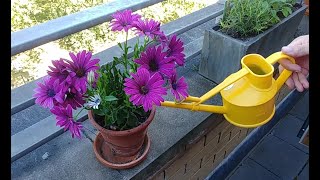 Planting New Osteospermum from my Local Garden Centre [upl. by Ecinnaj451]