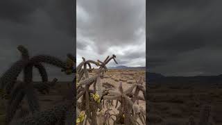 Drizzly day newmexico nature lunacounty cactus floridamountains drizzly chihuahuandesert [upl. by Zahc]