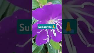 flower melastoma gardenflower subscribe 🙏 [upl. by Klecka]