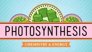 Photosynthesis Crash Course Biology 8 [upl. by Coryden713]