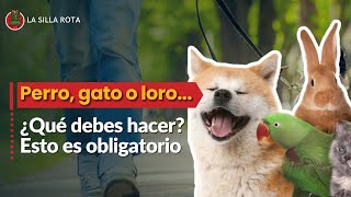 ¿Qué debes hacer si tienes perro gato o loro en CDMX Esto es obligatorio [upl. by Sneve]