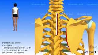 Les rhomboïdes et lélévateur de la scapula [upl. by Riggall]