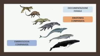 Le prove scientifiche a sostegno dell’evoluzione dei viventi [upl. by Harrak273]