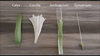 CLASS XI  PRACTICAL TO STUDY AND DESCRIBE THE FLOWERING PLANT  DATURA FAMILY SOLANACEAE [upl. by Gretchen]