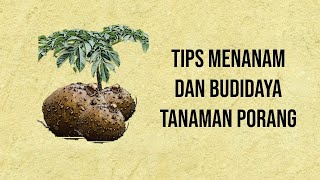 Tips Menanam dan Budidaya Porang dari Tanah hingga Panen [upl. by Martyn534]