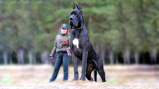 11 Biggest Dogs in the World [upl. by Idok]