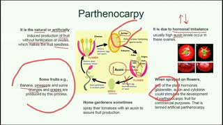 Parthenocarpy  Vegetative parthenocarpy  Stimulative parthenocarpy  Stenospermocarpy [upl. by Ecyal402]