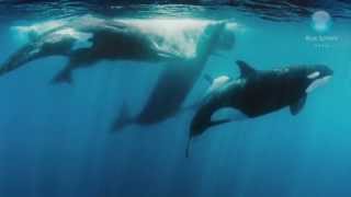 Orcas vs Sperm Whales [upl. by Dulcea992]