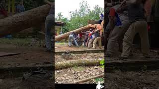 The process of loading the log into the truck  Hard Workers [upl. by Anert41]