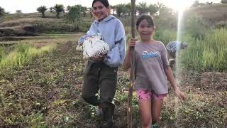 MHIA BROUGHT SOME SWEET POTATO HOME  EXPAT SIMPLE LIFE IN THE PHILIPPINES [upl. by Llehcsreh]