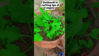 How to grow guldaudi from cutting guldaudi chrysanthemum shots [upl. by Okoy]