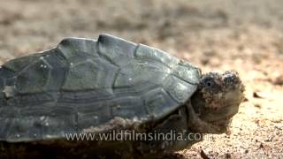 Indian roofed turtle basking under the sun in Crocodile Centre at Deori Morena [upl. by Eciuqram]