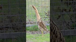 Epic Eurasian Bittern encounter birds elmley birdwatching bittern [upl. by Jonah]