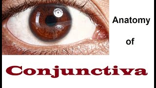 Anatomy Of Conjunctiva 12 [upl. by Elbert]