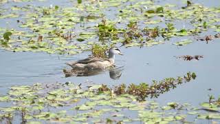 Cotton Pygmygoose 棉鴨  C0292 [upl. by Javed]