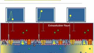 Aktionspotential Weiterleitung [upl. by Garald106]