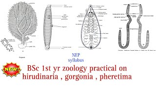 BSc 1st yr zoology pratical on hirudinaria gorgonia pheretima zoology pratical  NEP syllabus [upl. by Nnylsaj]