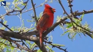 LINDO CARDEAL DO NORTE CANTANDO NA NATUREZA [upl. by Einnep]