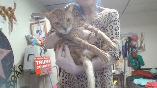 I Just Bathed My Cat Garfield For The First Time [upl. by Curzon]