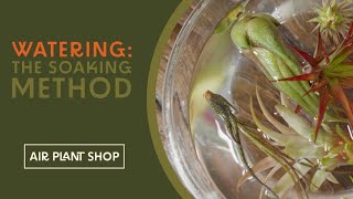 Watering Air Plants  The Soaking Method  Tillandsia Care Tips [upl. by Teece]