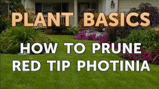 How to Prune Red Tip Photinia [upl. by Doris]