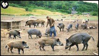 How Farmers Tame And Raise Millions Of Wild Boars  Wild Boar Farm [upl. by Araik111]