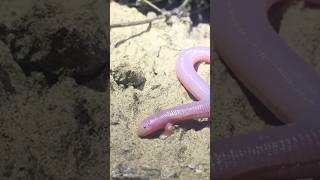 The Mexican mole lizard Bipes biporus [upl. by Rickie]