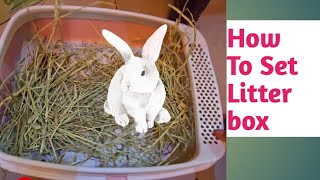 How To Set A Litter Box For Rabbit  Paper bedding For Rabbits [upl. by Tabbi]